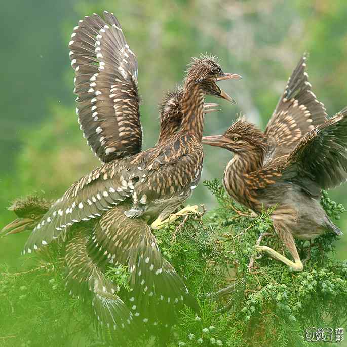 小白鹭与小夜鹭 小白鹭与小夜鹭