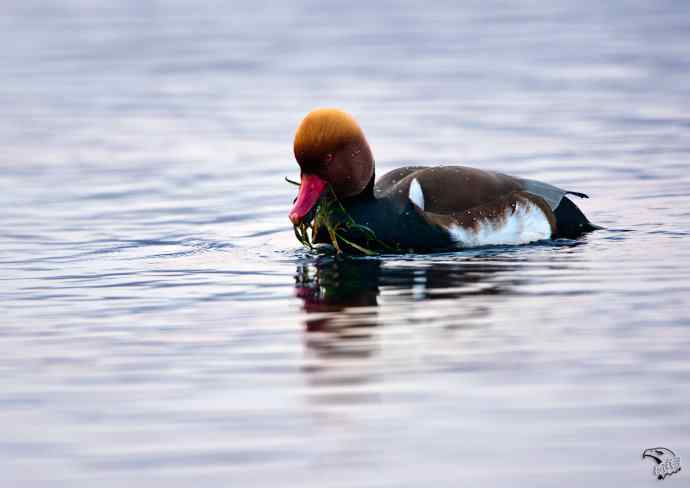 颐和园的赤嘴潜鸭