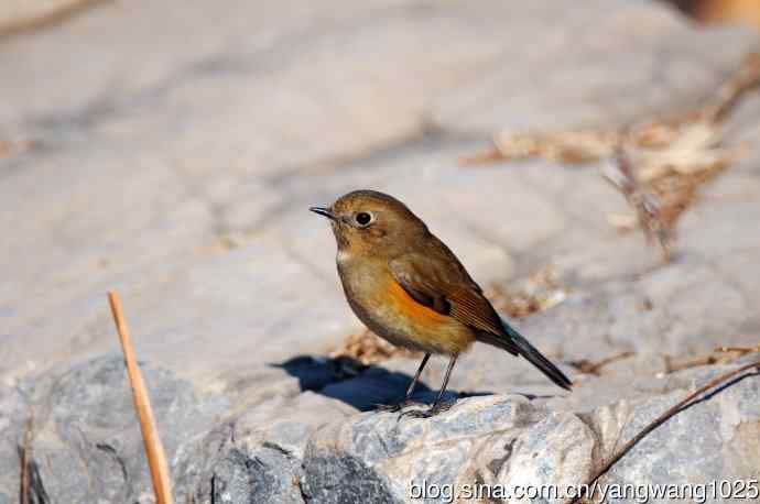 雌性红胁蓝尾鸲（29）