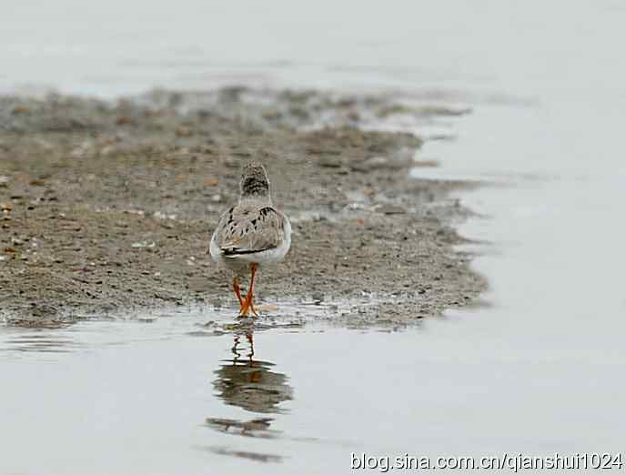 来去匆匆翘嘴鹬