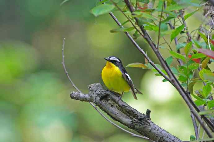 雄性白眉姬鹟(17) 雄性白眉姬鹟(17)