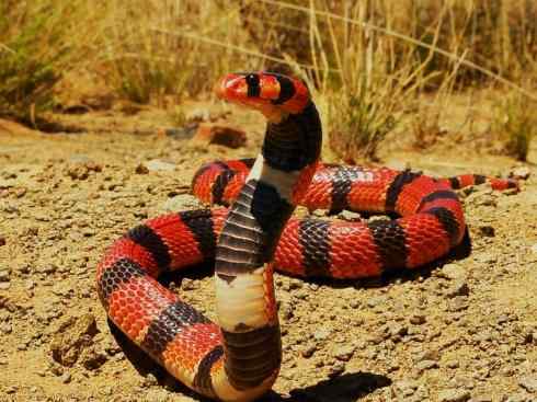 龙：传说的兽原型探秘（眼睛蛇类）