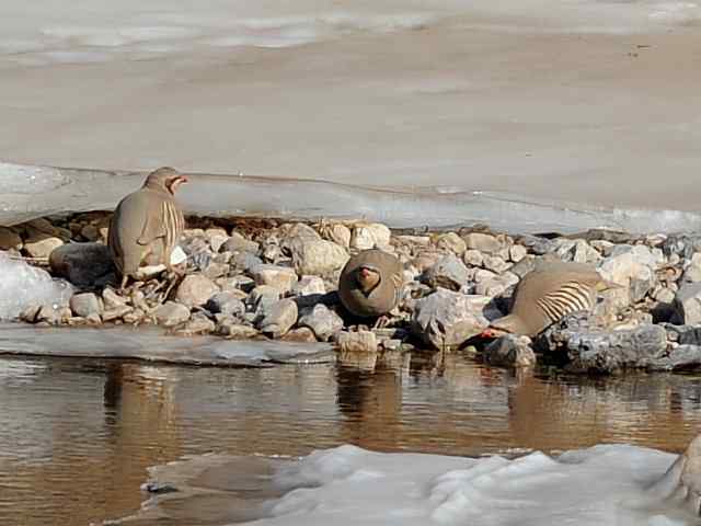 石鸡 wbr. wbr时机