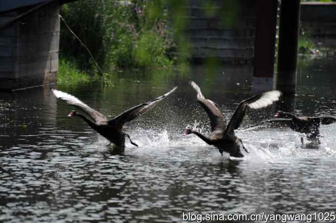 北京圆明园公园的鸟类——圆明园的黑天鹅（纪实篇）
