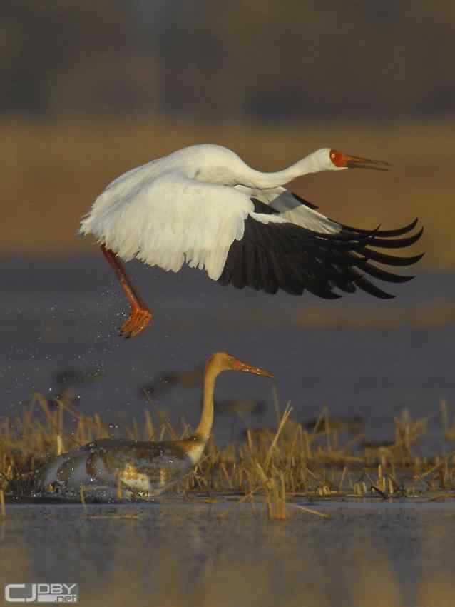 中国国家地理网飞羽瞬间鸟类摄影大赛——珍稀物种组