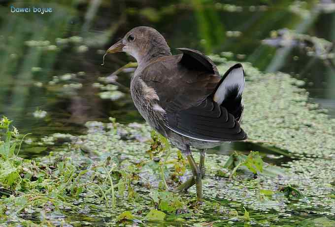 黑水鸡少年健身版