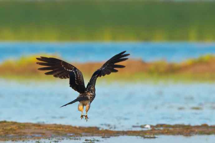 背影（野鸭湖黑耳鸢）