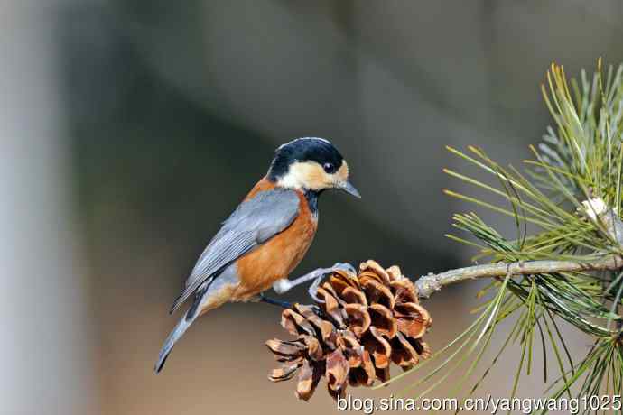 北京稻香湖的鸟类——杂色山雀（记录版）