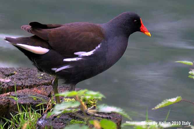 【亚平宁半岛之旅 wbr. wbr趣拍黑水鸡】