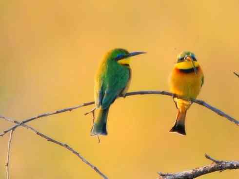 绝色攀禽：佛法僧目之蜂虎3