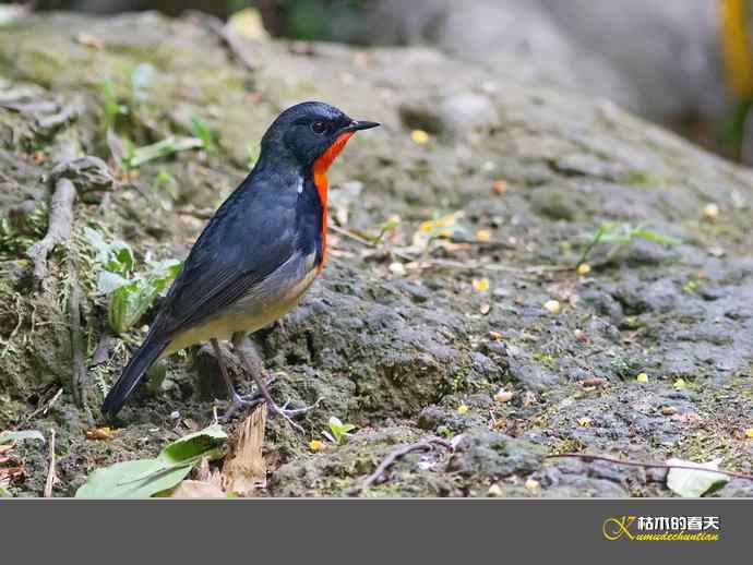 拍到鈥溄鹦馗桊垛