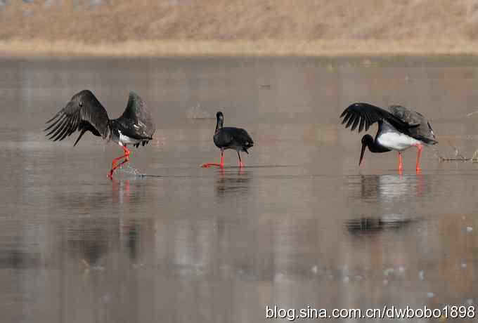 再拍黑巨鸡 再拍黑巨鸡