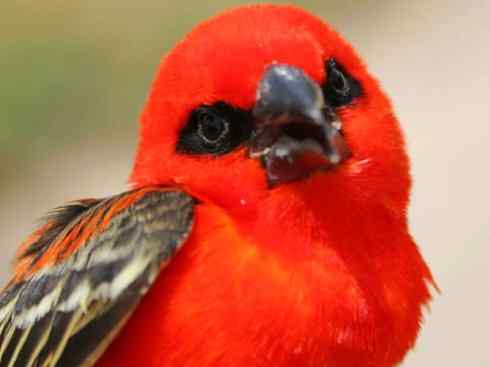 极品红色鸟类：红艳织雀