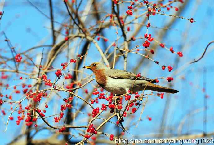 北京植物园的鸟类——赤颈鸫（2）
