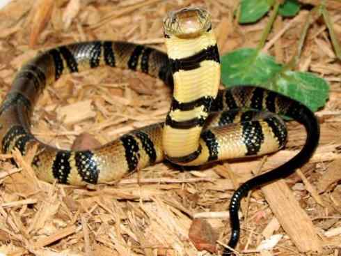 龙:传说的兽原型探秘(眼睛蛇类) 龙:传说的兽原型探秘(眼睛蛇类)