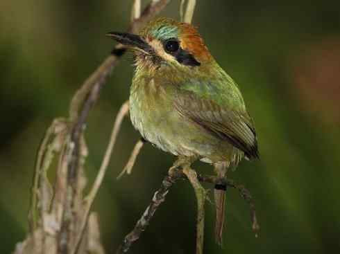 绝色攀禽：佛法僧目之翠鴗