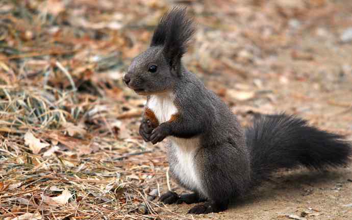 植物园赏鸟，先观松鼠表演。（组图）