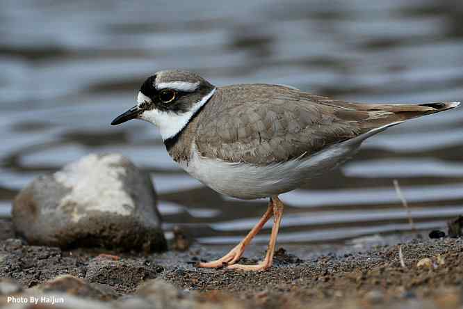 白河湾邂逅长嘴剑鸻