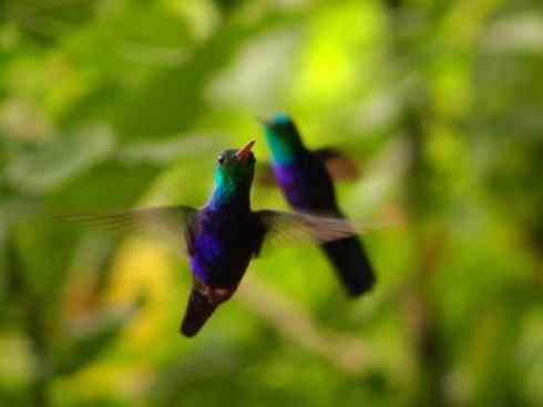 鸟类之最:角蜂鸟 鸟类之最:角蜂鸟
