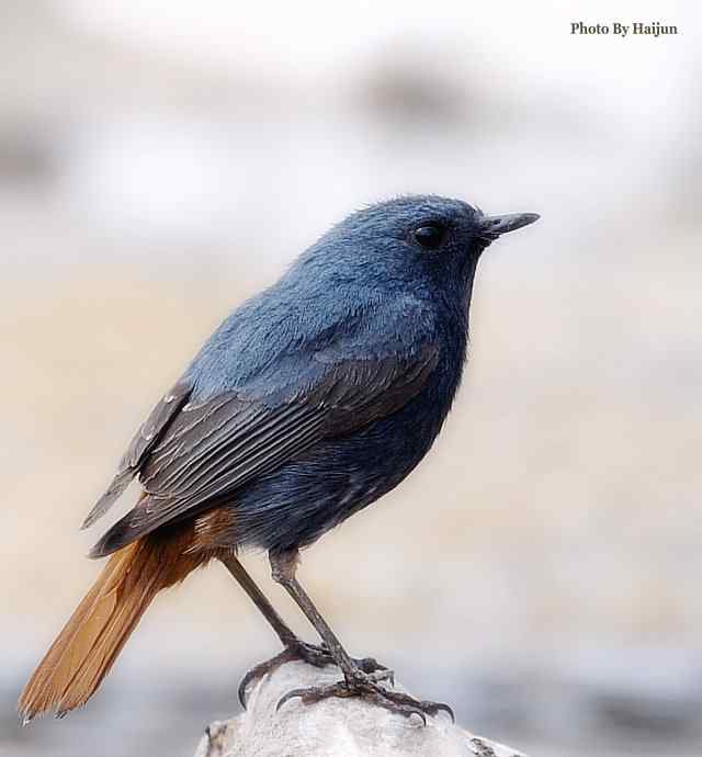 房山十渡(红尾水鸲)