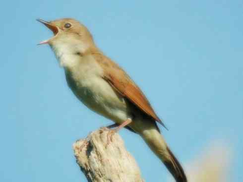 家禽驯化之源之二十七