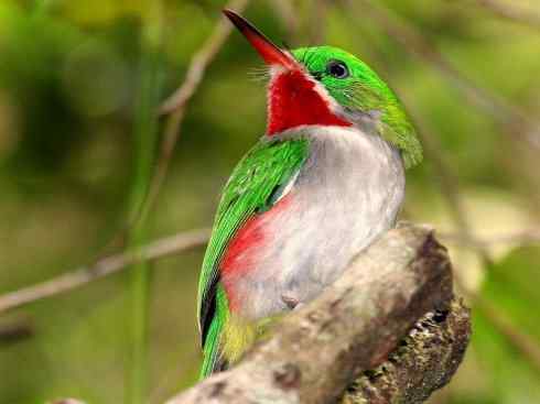 绝色攀禽：佛法僧目之短尾鴗