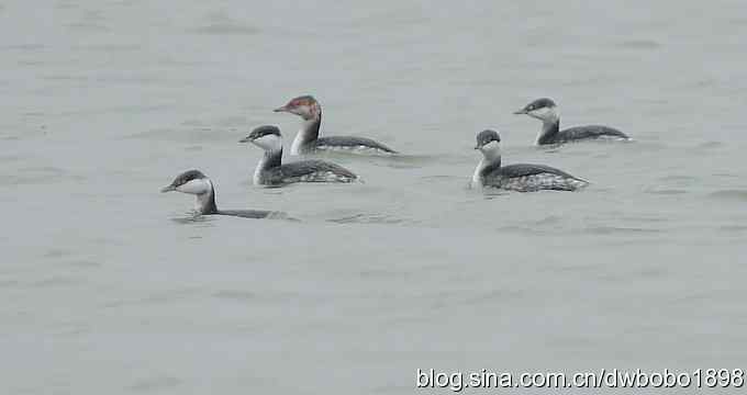 东花园观鸟生境记录