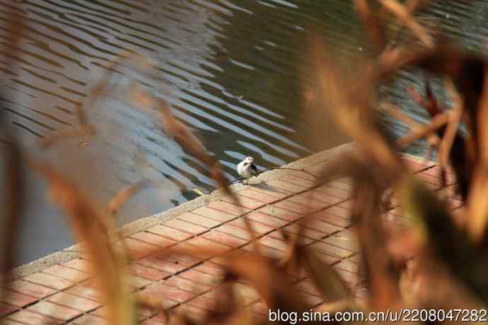 151.圣诞节送上12月份拍新鸟 151.圣诞节送上12月份拍新鸟