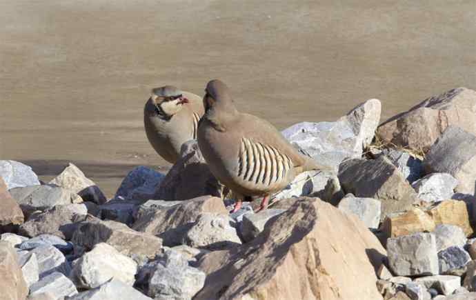 涧底有鸡鸣 wbr石上意踟躇