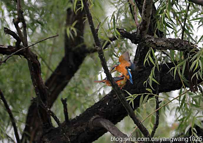 出双入对的小翠鸟（纪实版）