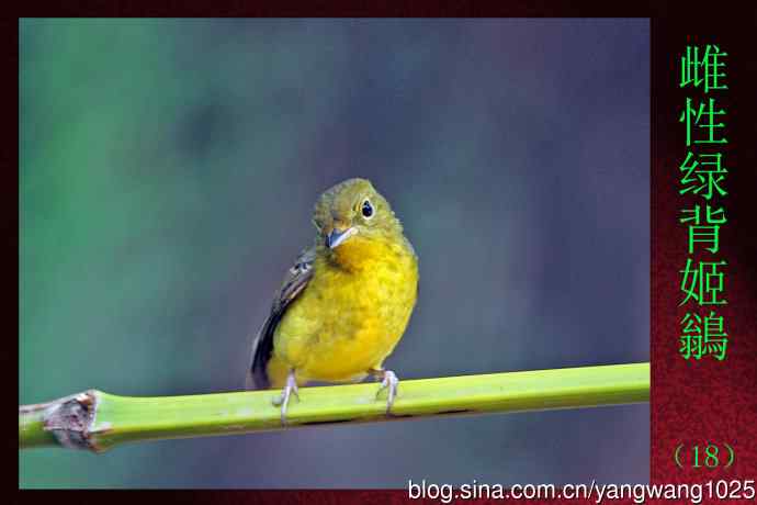 雌性绿背姬鶲（18）