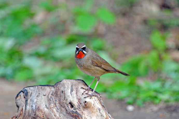 雄性红喉歌鸲（5）