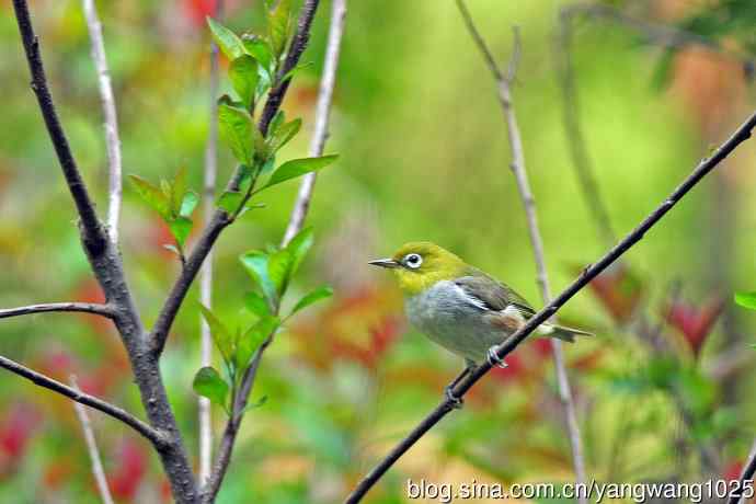 红胁绣眼鸟(11) 红胁绣眼鸟(11)