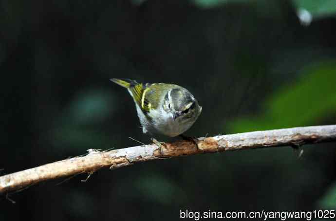 黄眉柳莺（22）