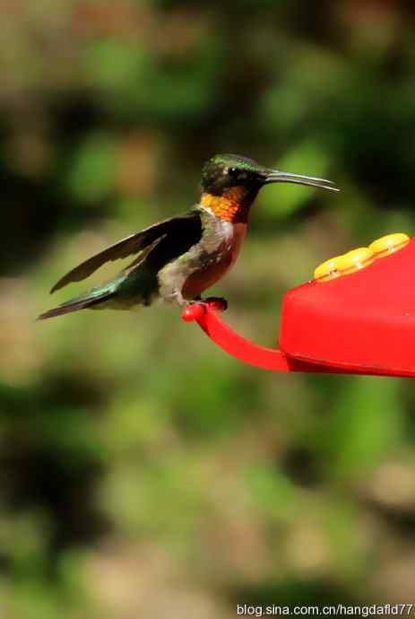 红玉喉北蜂鸟（6）