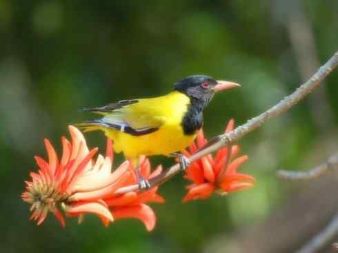 美丽无罪:雀鸟之朱鹂 美丽无罪:雀鸟之朱鹂