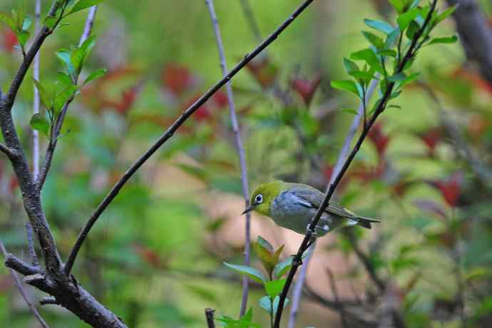 红胁绣眼鸟（8）