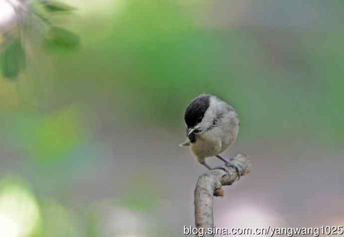 沼泽山雀(3) 沼泽山雀(3)