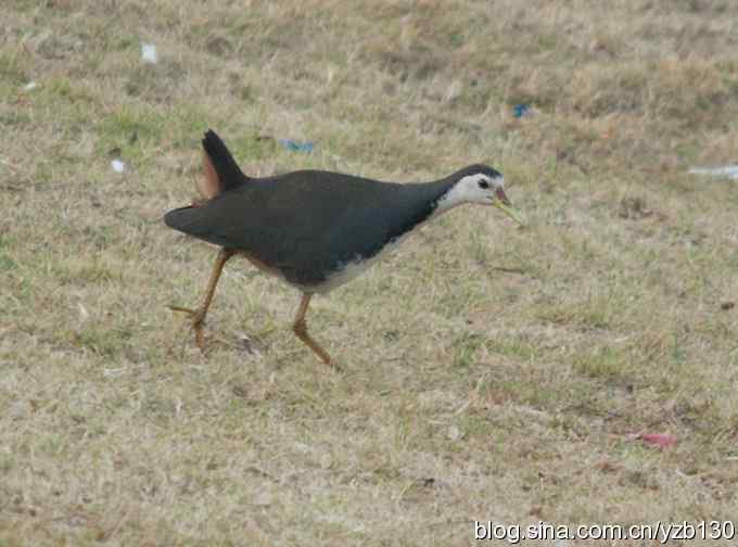 个人清晰版“白胸苦恶鸟”(组图)