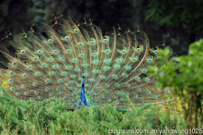 蓝孔雀(开屏) 蓝孔雀(开屏)
