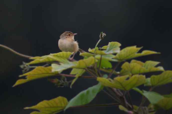 近几天拍到的鸟（拍鸟季来了鈥斺敼！）