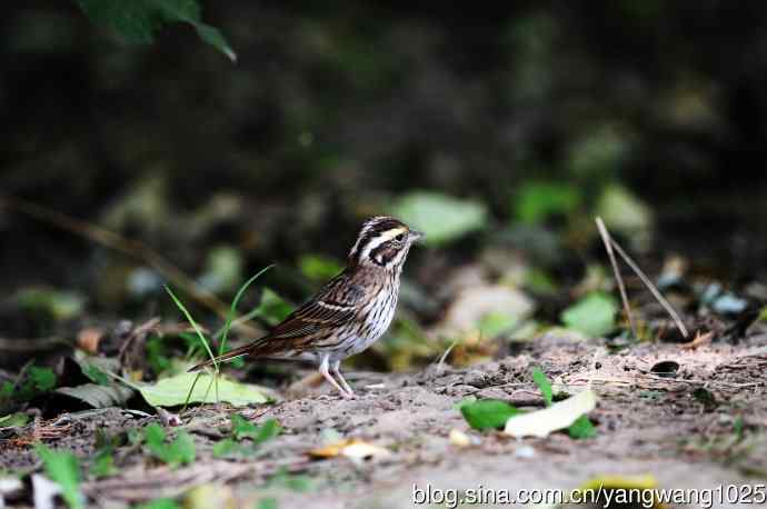 三道眉草鹀（2）
