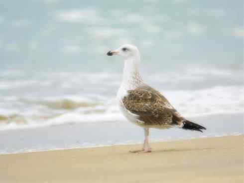 天生猎手：非猛禽类猎手之五（海上霸主军舰鸟、海鸥）