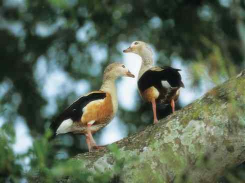 欣赏:美丽的草雁 欣赏:美丽的草雁