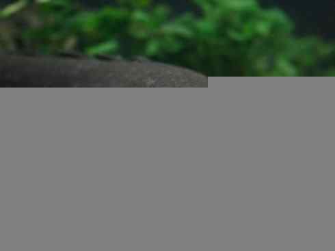 鱼类活化石:多鳍鱼 鱼类活化石:多鳍鱼