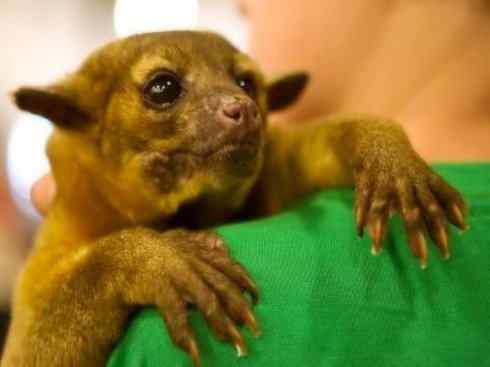 十大喜食蜂蜜动物：蜜熊