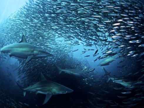 自然奇观：动物大迁徙(沙丁鱼)