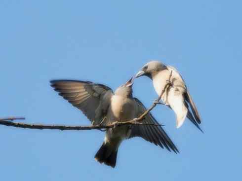 雀鸟也彪悍：空中精灵(燕鵙科)