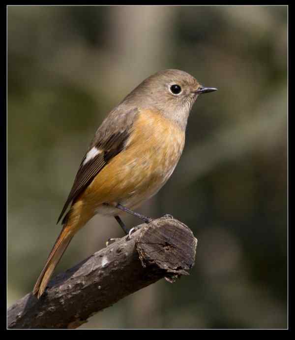 北红尾鸲和红胁蓝尾鸲   无锡冬天最常见的两种鸲