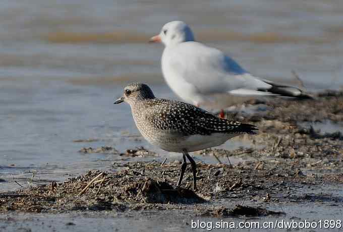 美丽的小灰斑 美丽的小灰斑